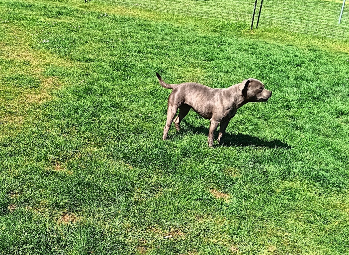 Publication : The World Of Angels White 