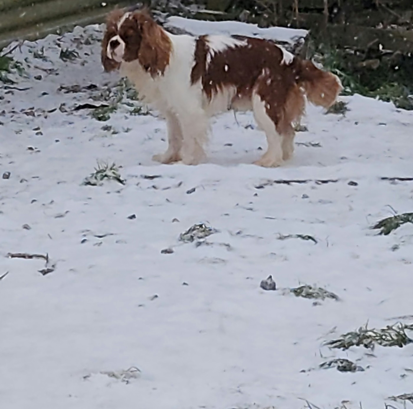 Publication : de la Taverniere 