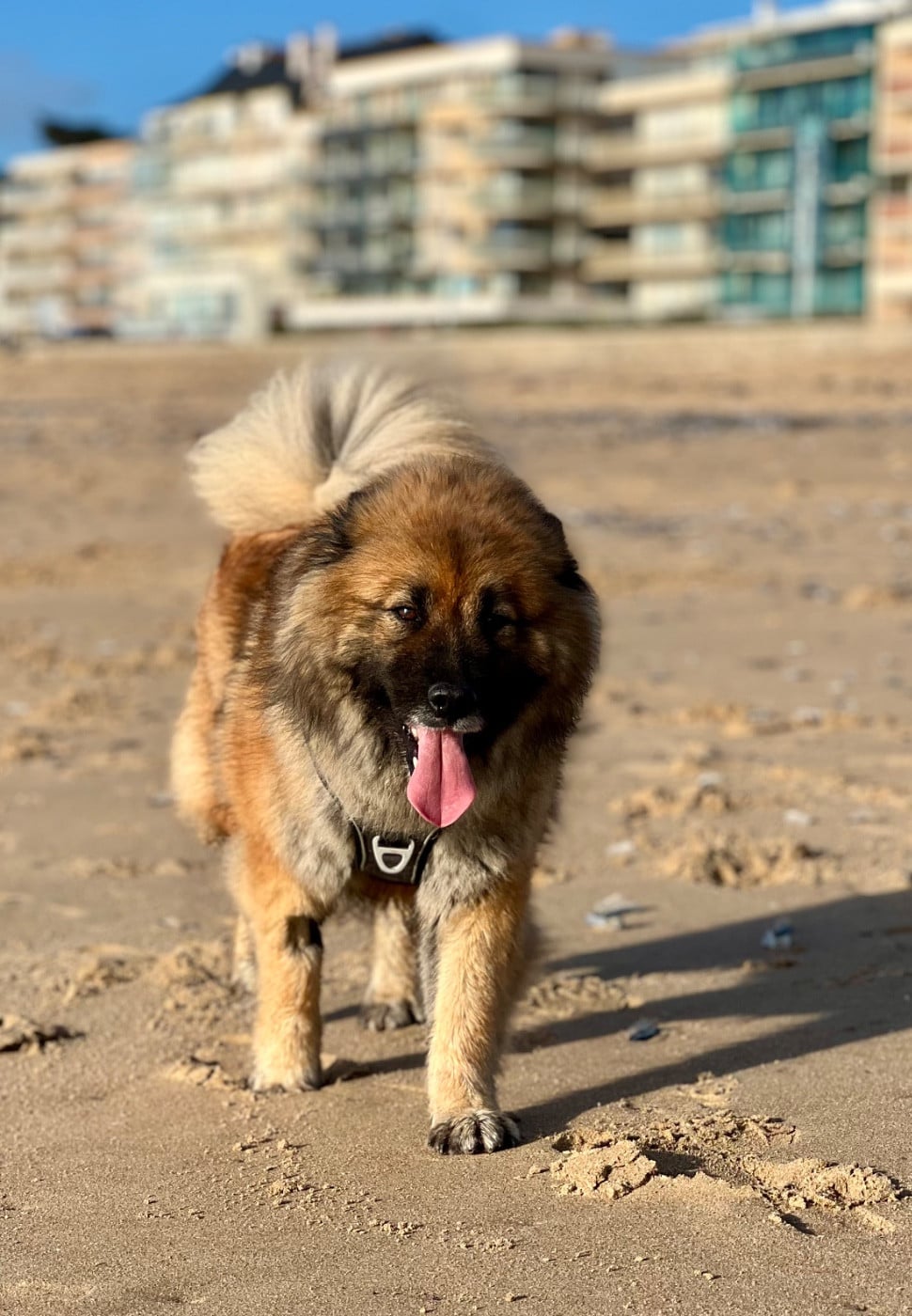 Publication : Des Gardiens D'Amarok