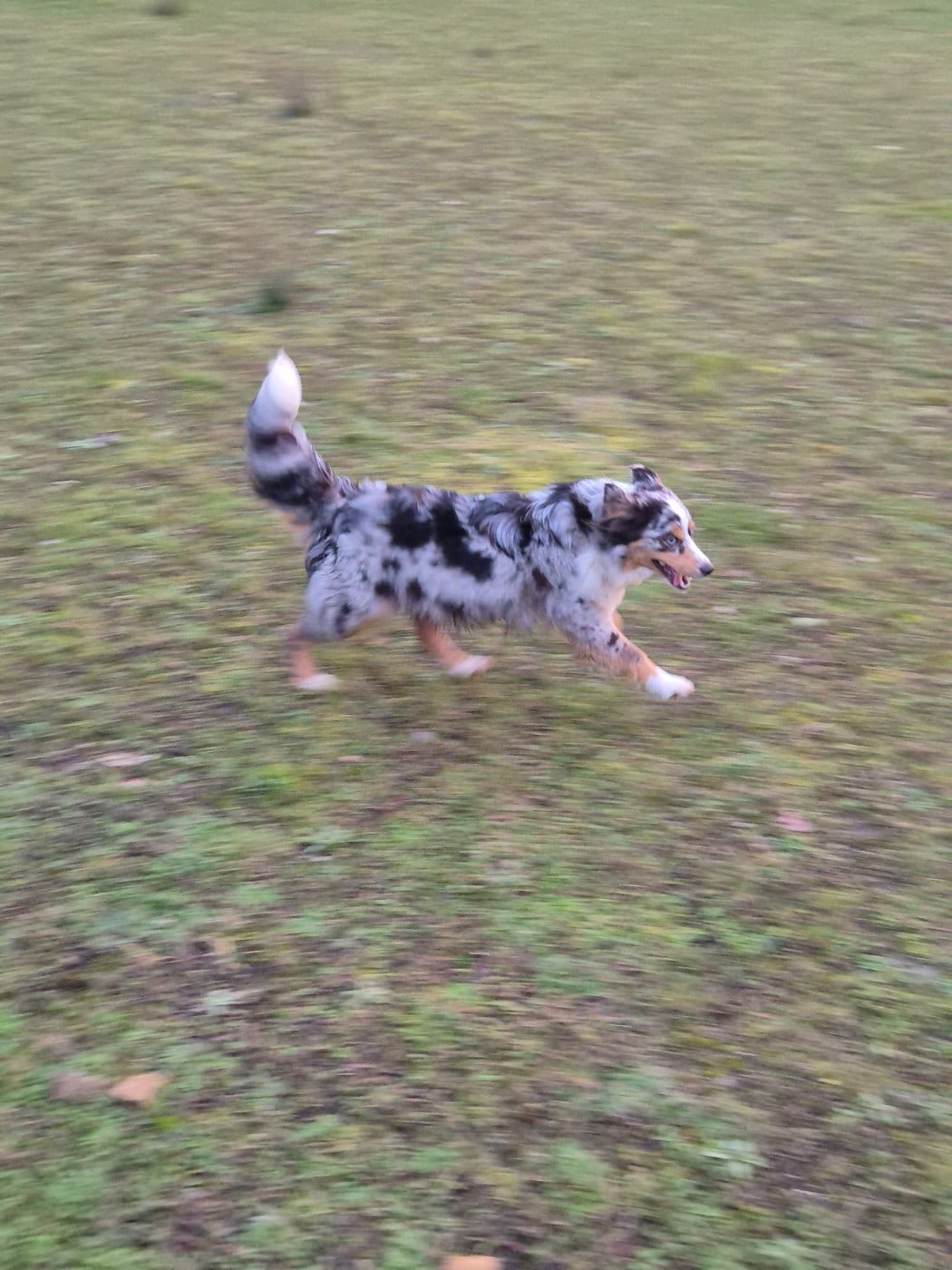 Publication : (Sans Affixe) Auteur : 36