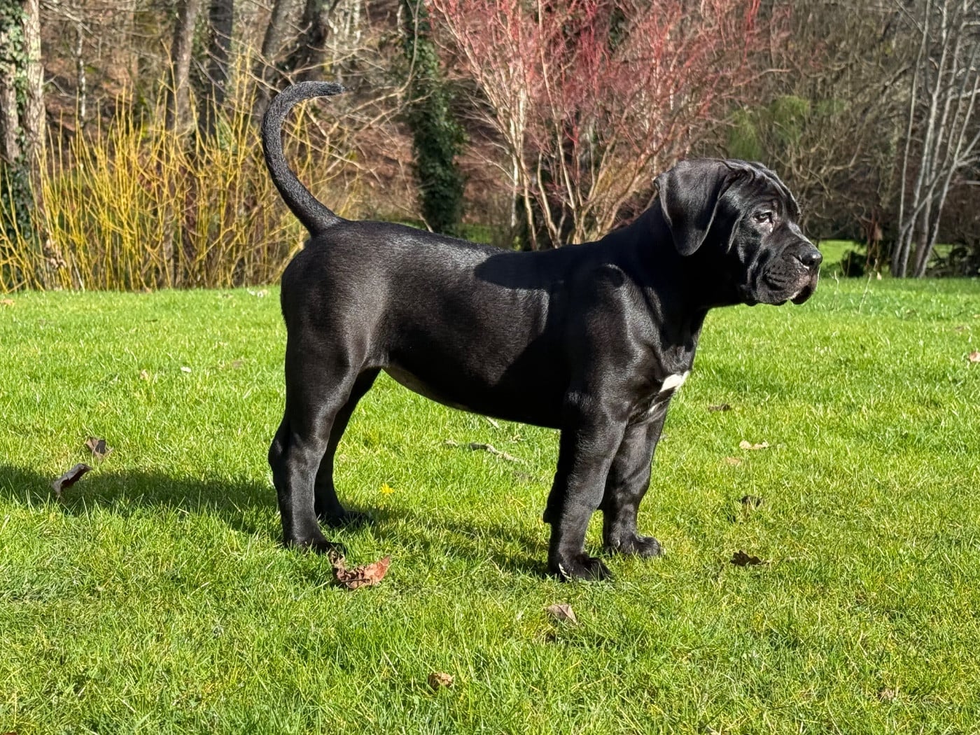 Publication : De La Fleur Des Îles Canaries