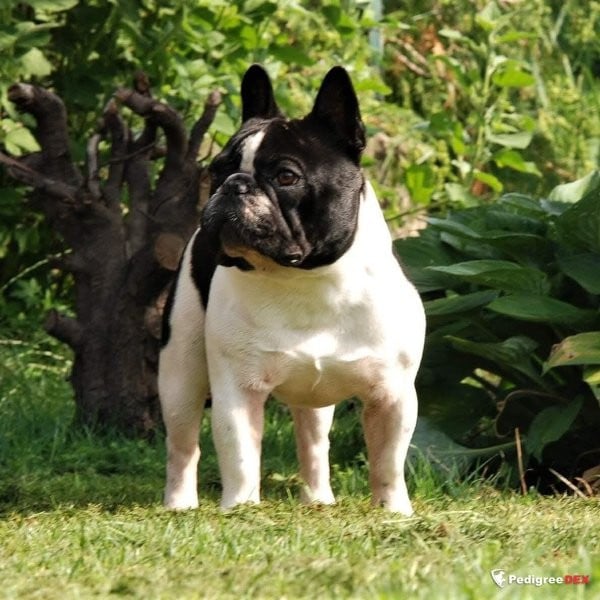 CH. WAYWIN CERERA DE ELKA GYVYBES ZYME