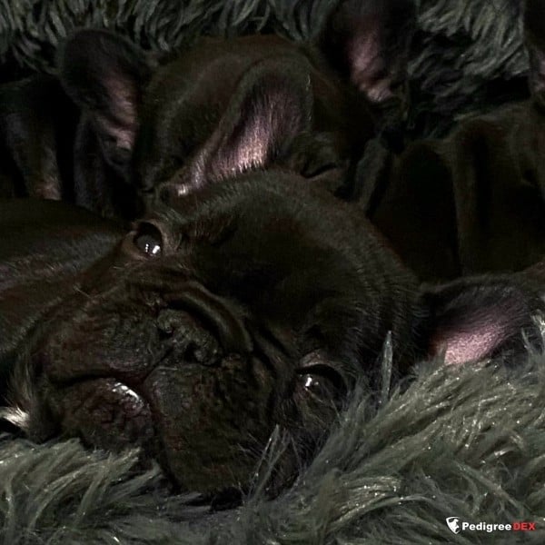 LISA BONETTA de elka gyvybes zyme