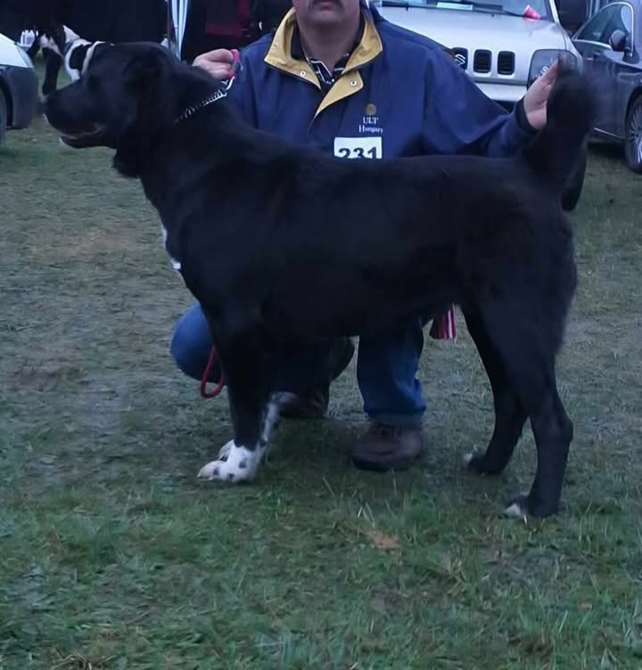 Temperamental-Alabay Kerubina