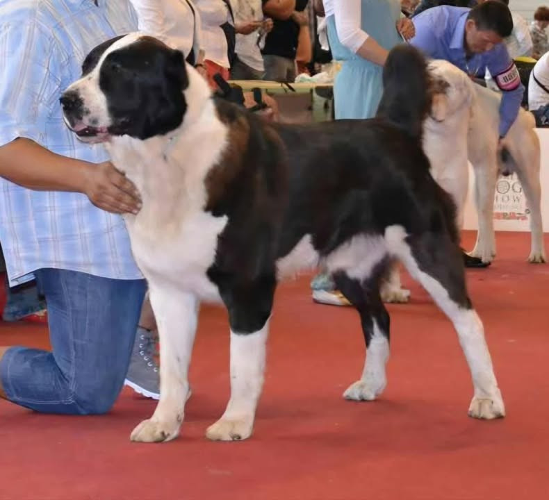 CH. Temperamental-Alabay Kenan