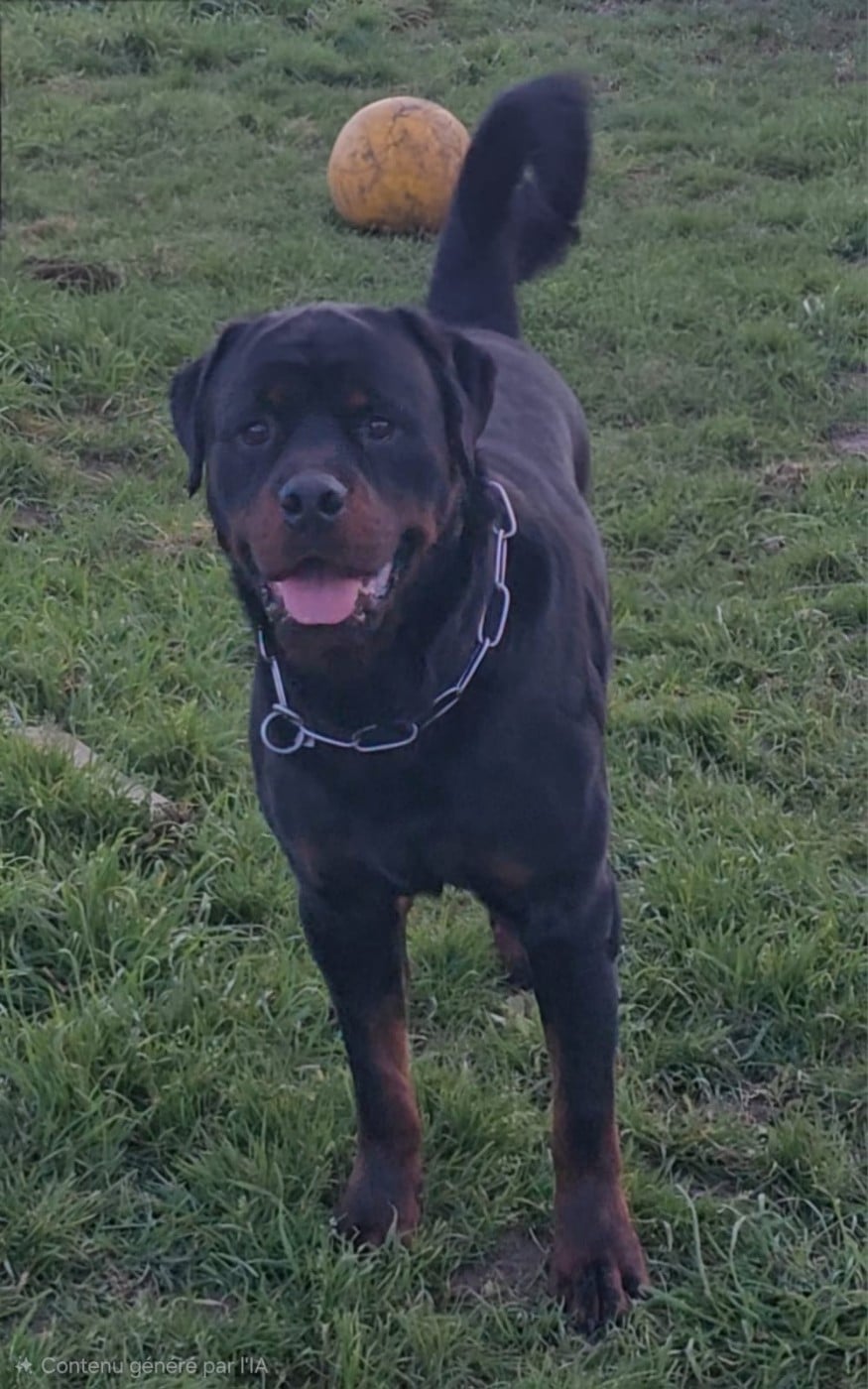 Publication : De La Tribu Des Démons Celtes 