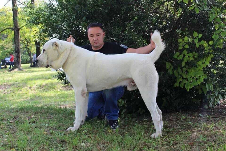 CH. arystan alga Kashanbek