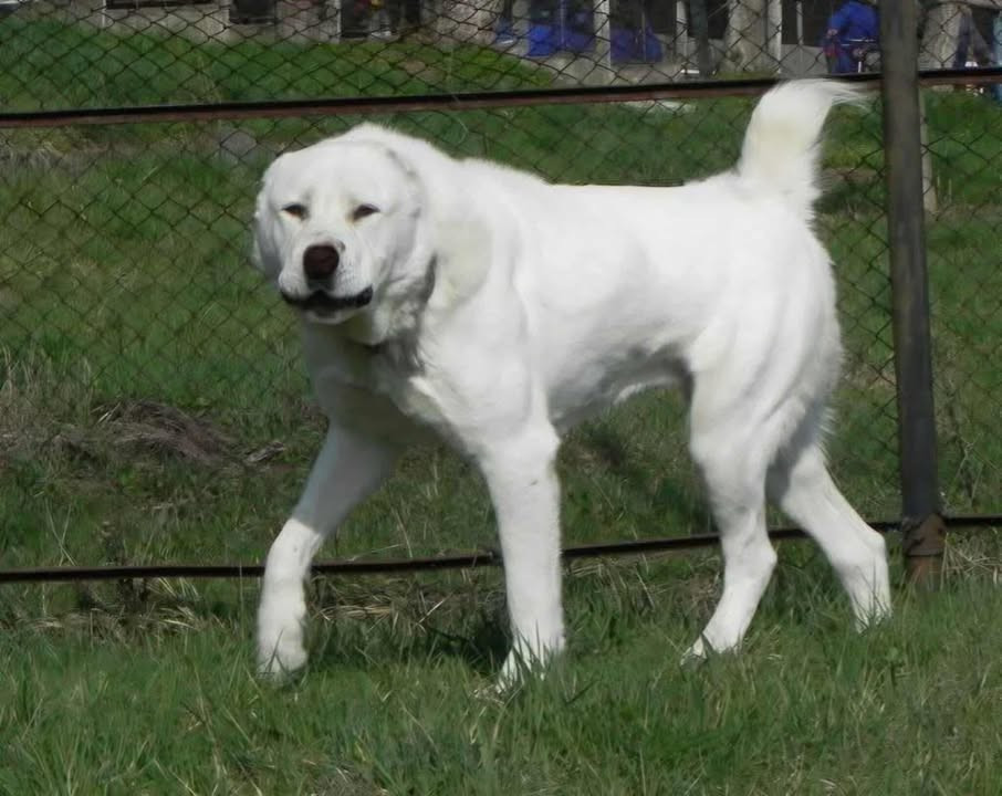 Alabay Strana Basska