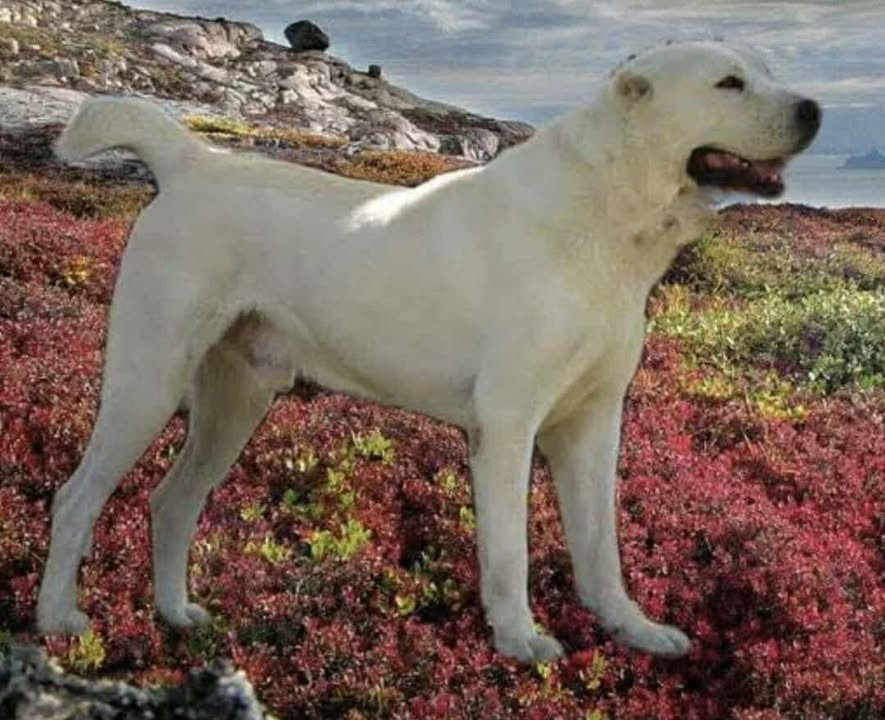 CH. Turkmen Assad Brembo