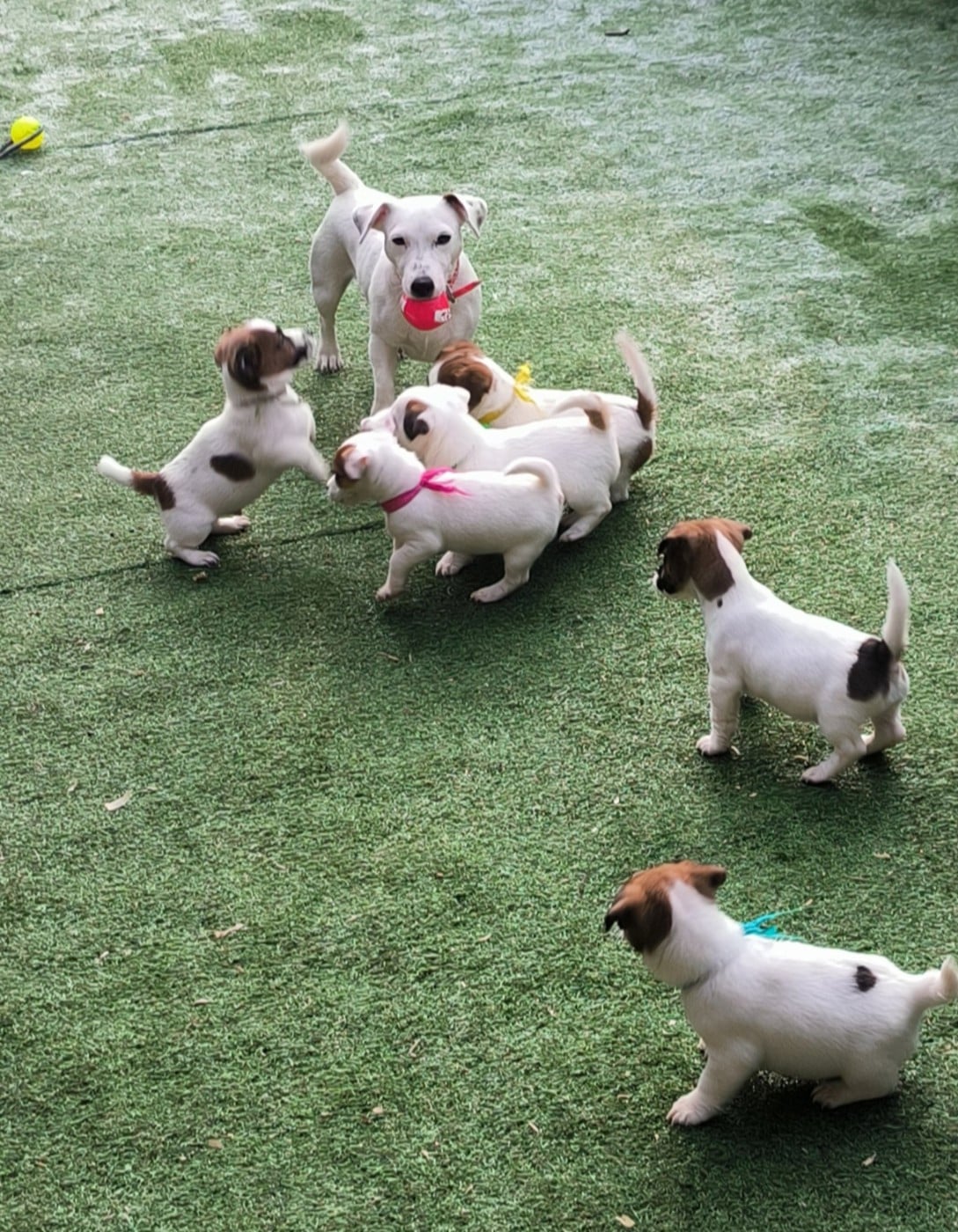 Publication : du Haras des Ifs 