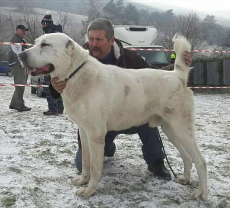 Mezosegi Orszem Baro