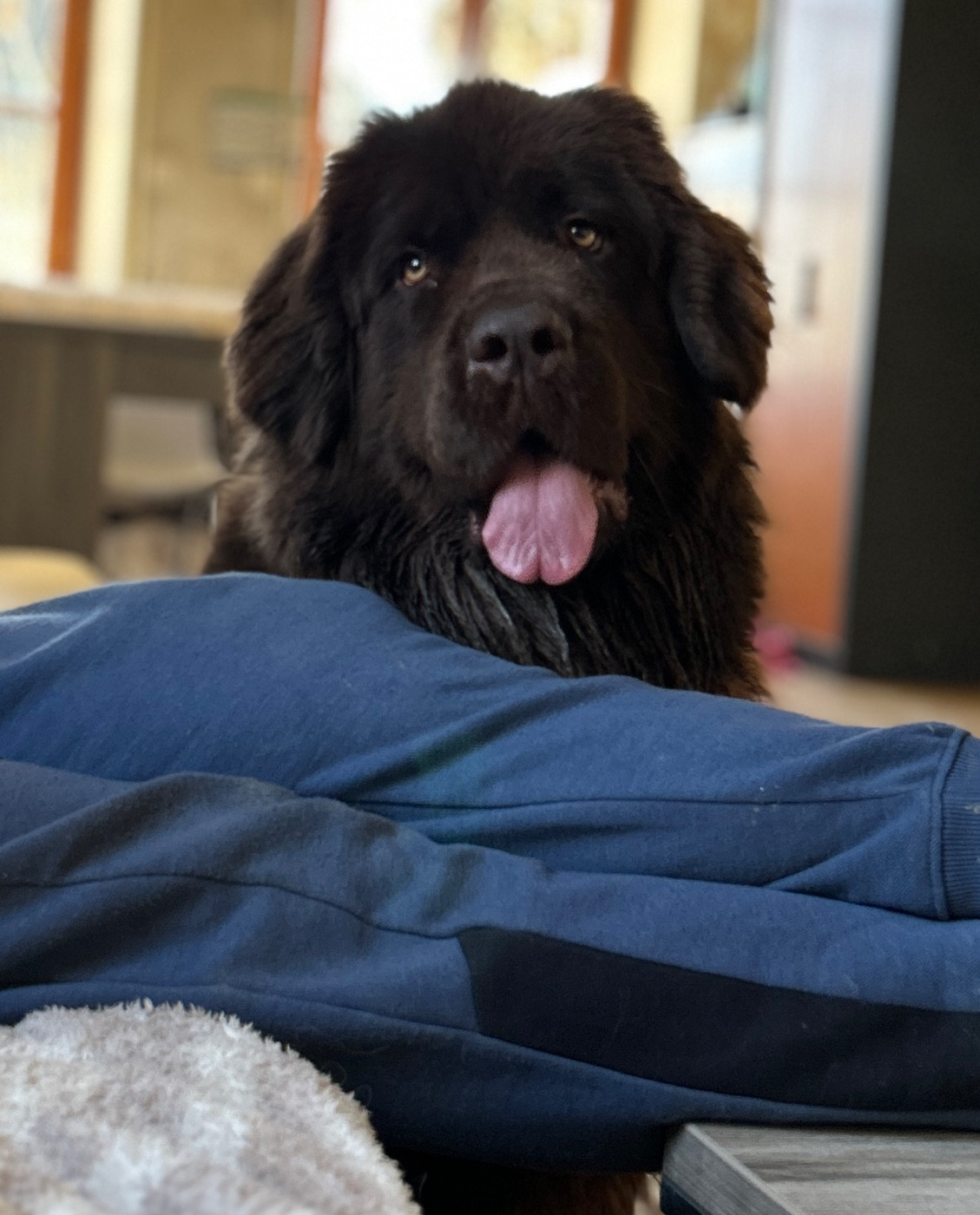 Publication : Des Oursons De L'Aisne Auteur : Les oursons de l Aisne