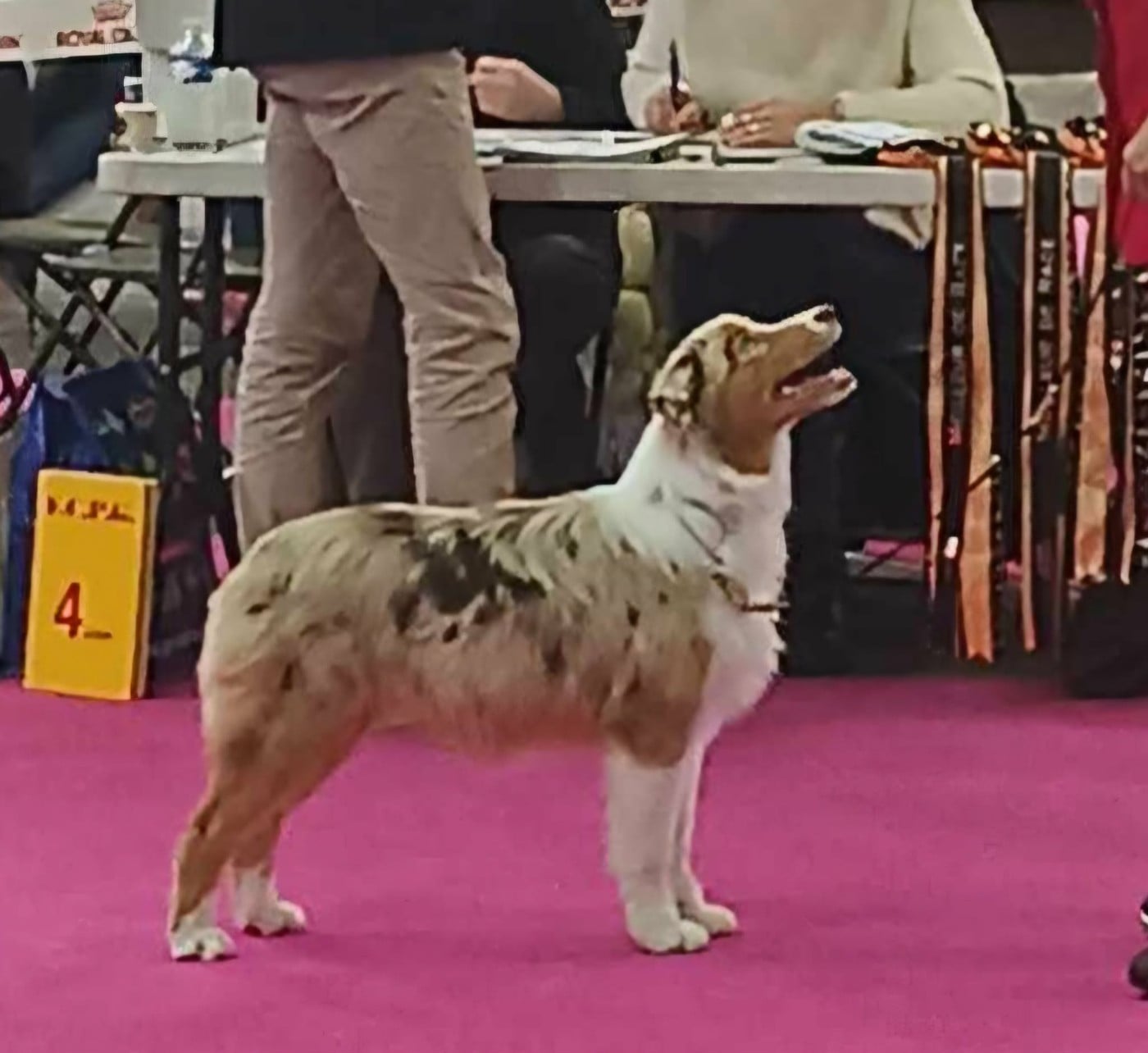 Publication : Des Bergers De L'escale Auteur : LES BERGERS DE L' ESCALE