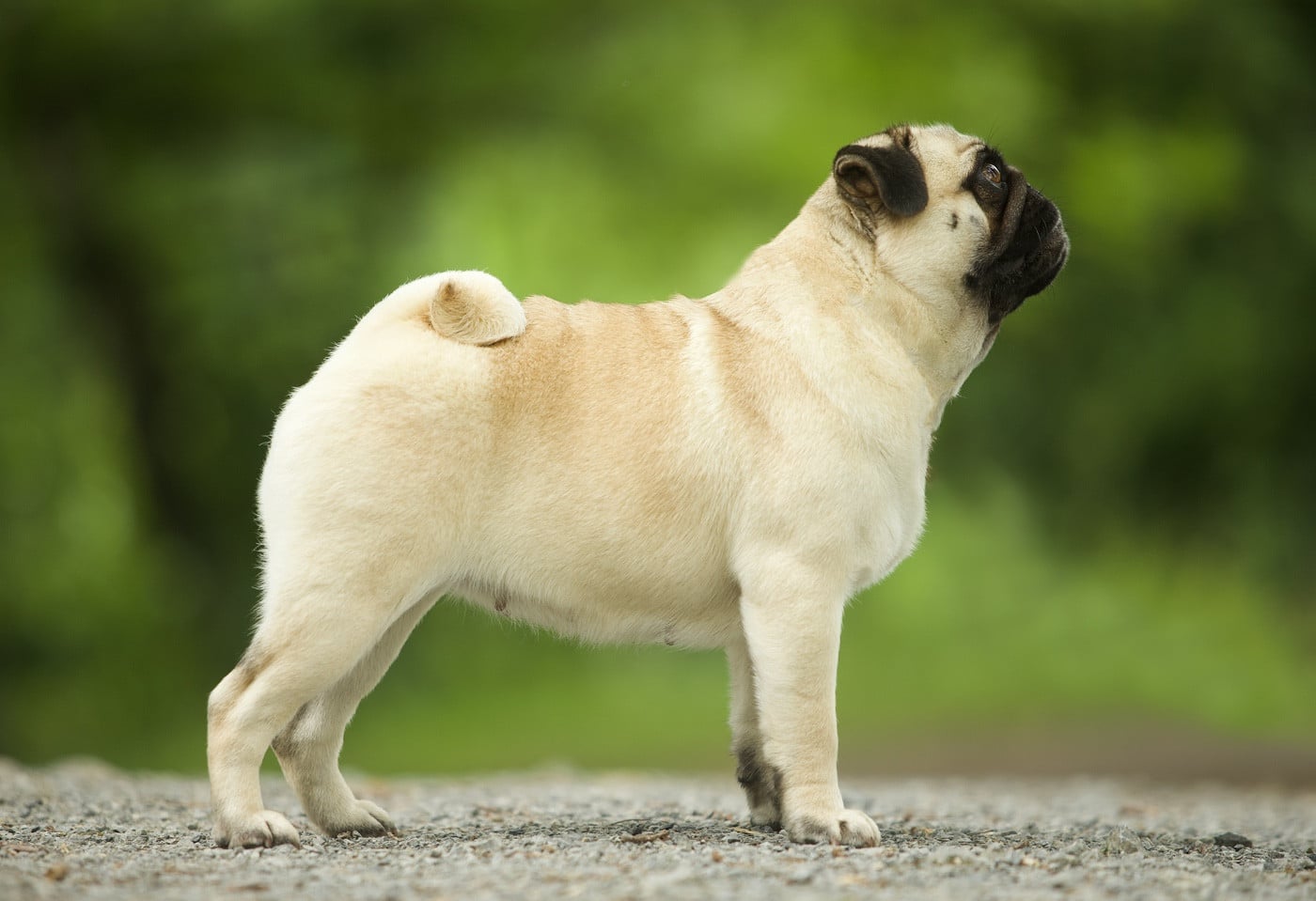 Publication : Du Domaine De Paladine 