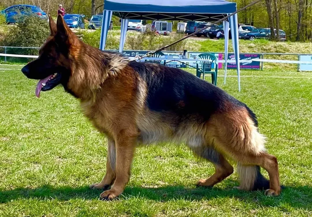 Publication : De l'hacienda del matador Auteur : Bruno