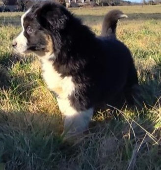 Publication : des menthes sauvages Auteur : Beatrice Grenier