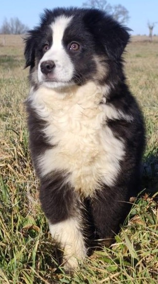 Publication : des menthes sauvages 