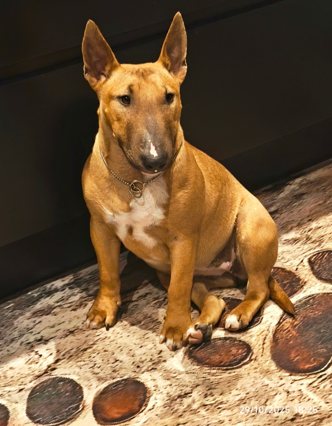 Publication : du Paradis Des Mini Bulls 