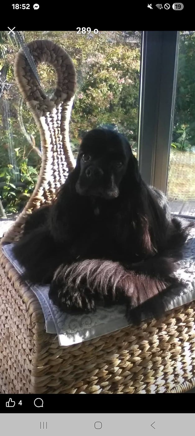 CH. blue kabbale's Pour un chateau margaux