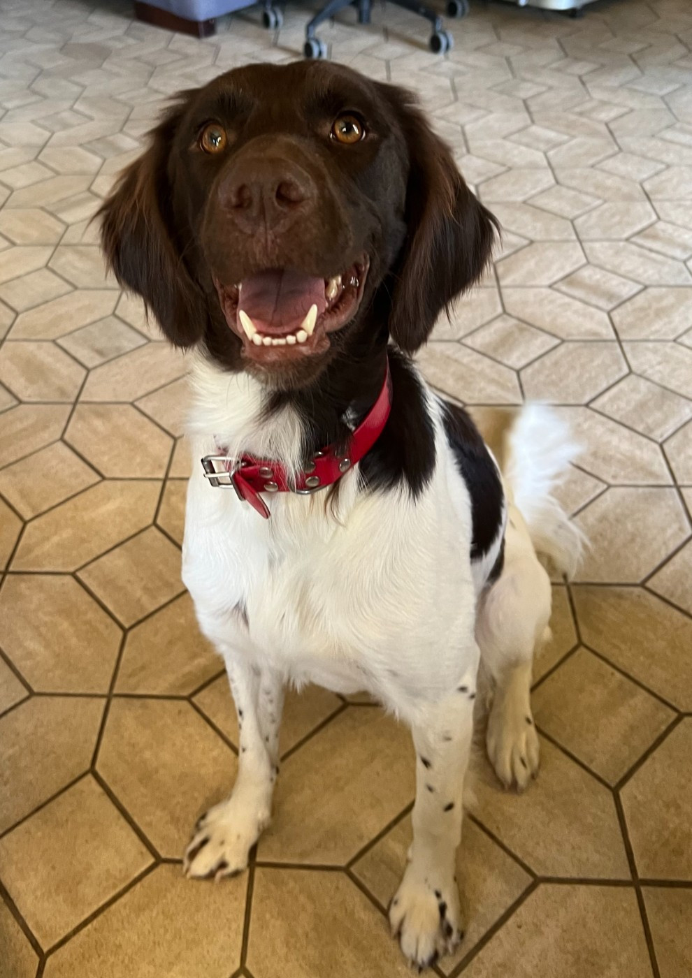 Publication : de la Couvélie 