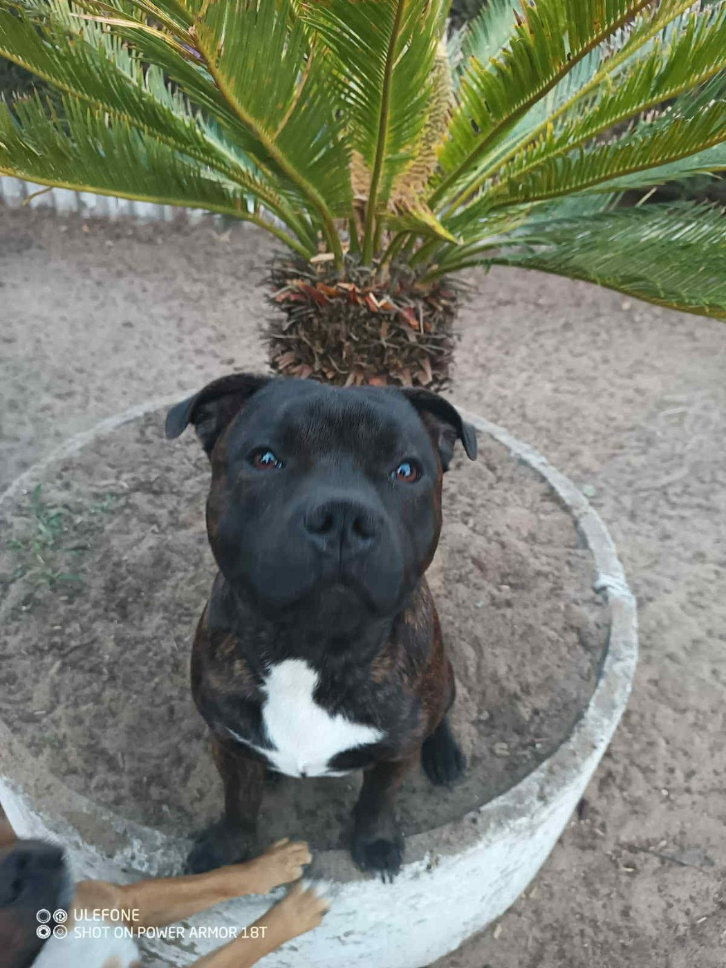 Publication : Du Temple Des Gladiator'x 