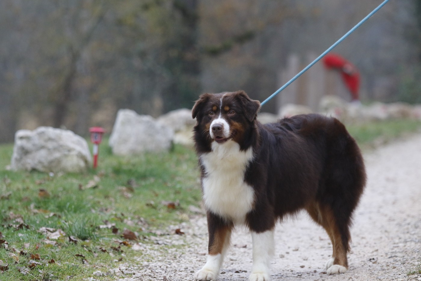 Publication : Des Canailles De La Bergerie 