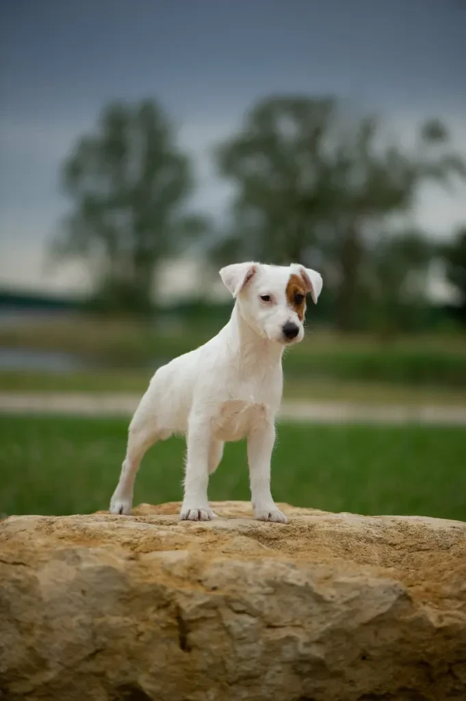 Publication : Du Giron 