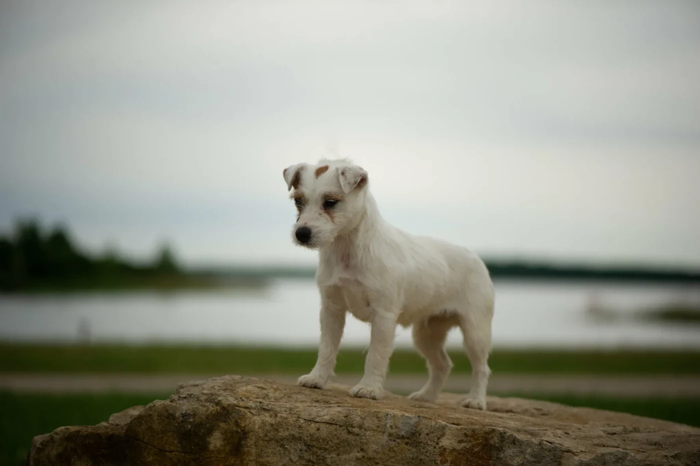 Publication : Du Giron 