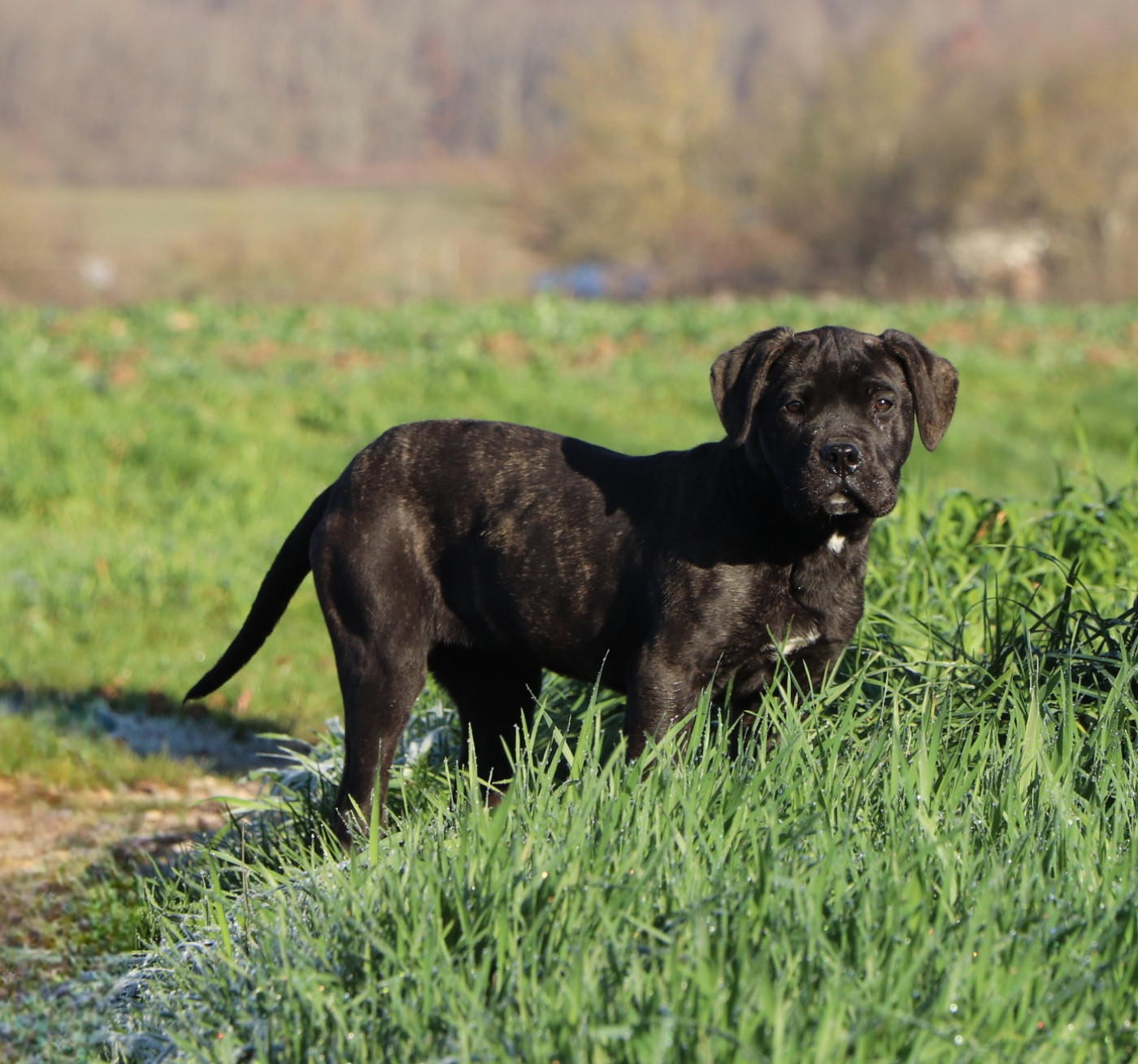 Publication : Du Royaume De Pandess