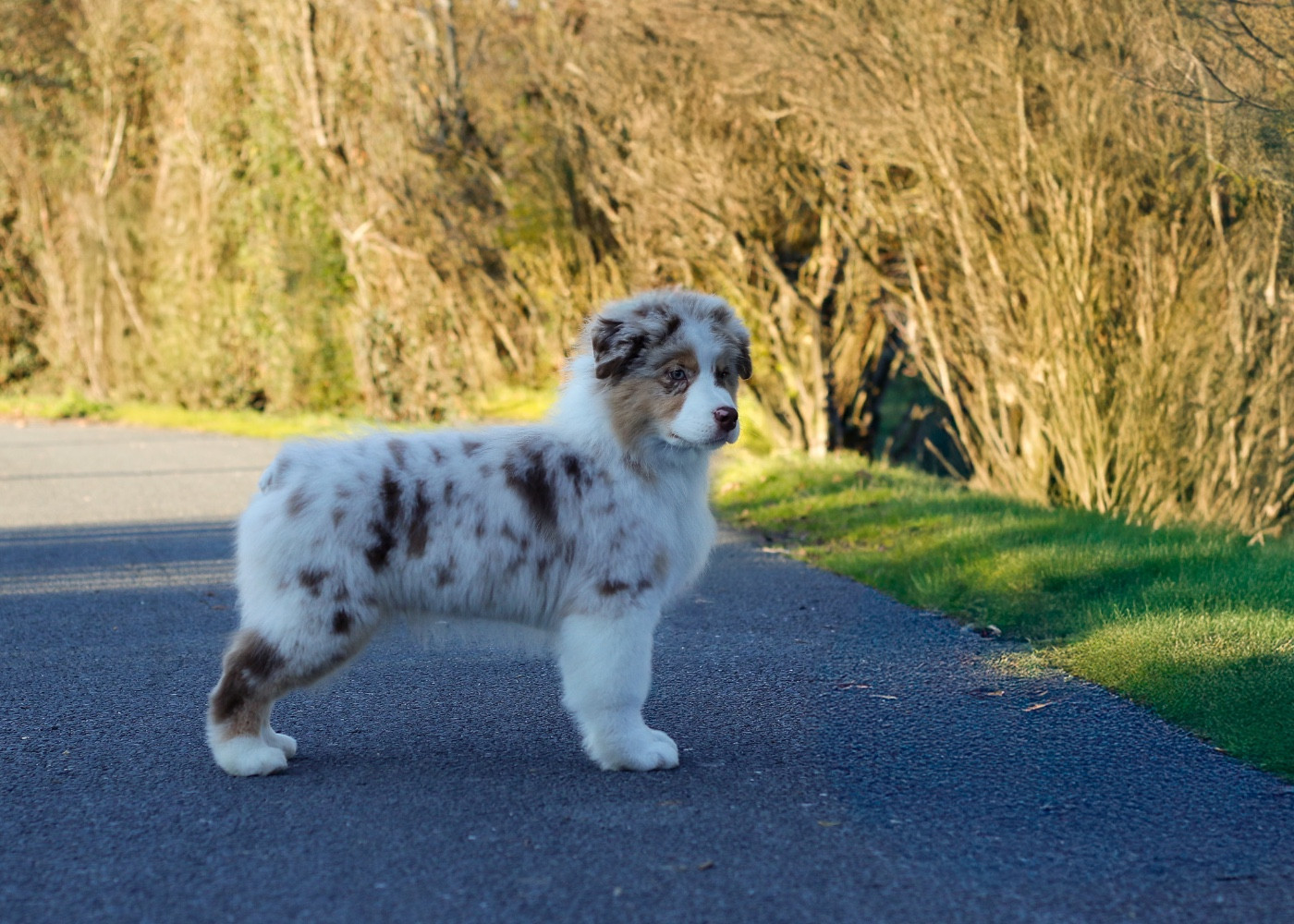 Publication : De L'Aussie Happy Auteur : De l aussie happy