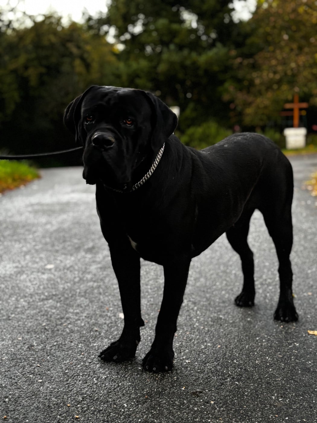 Publication : Du Royaume De Pandess