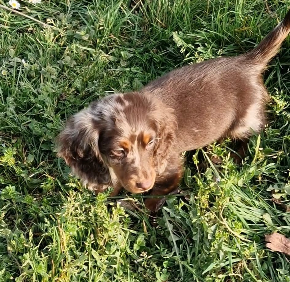 Publication : des Terres des Forges 