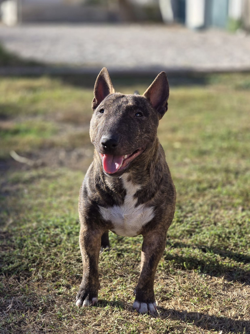 Publication : du Paradis Des Mini Bulls 