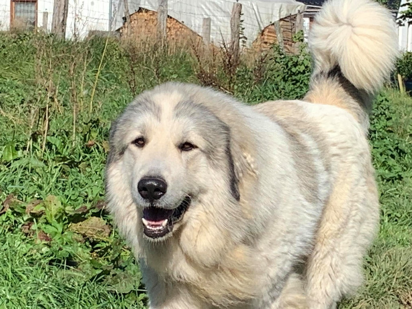 Publication : Du Noble Pastoure 