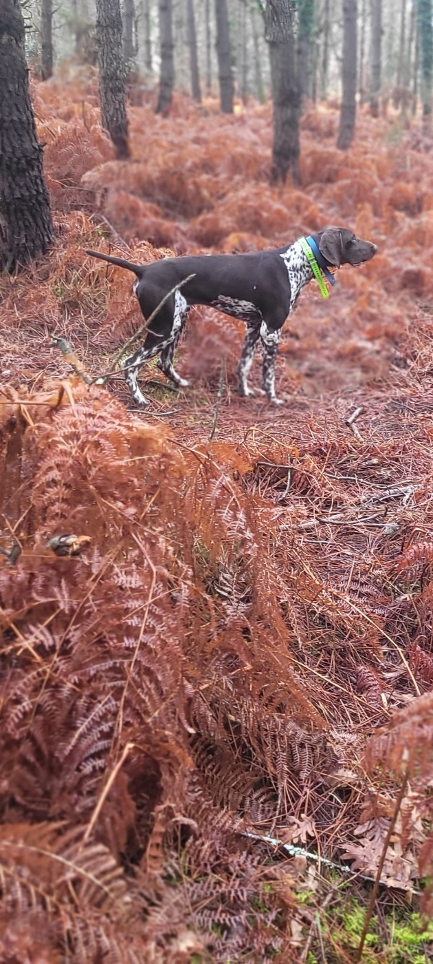 Publication : Du Pigeonnier De Flo