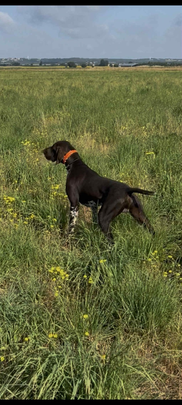 Publication : Du Pigeonnier De Flo 