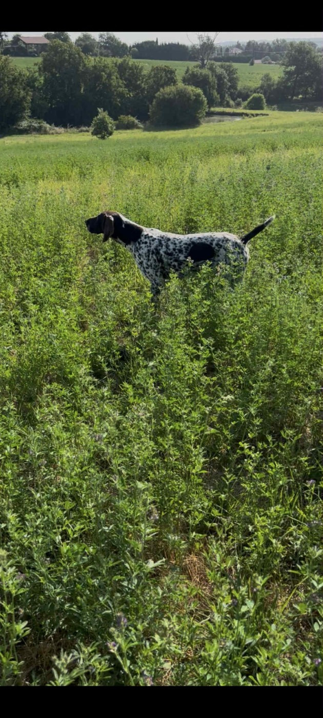 Publication : Du Pigeonnier De Flo 