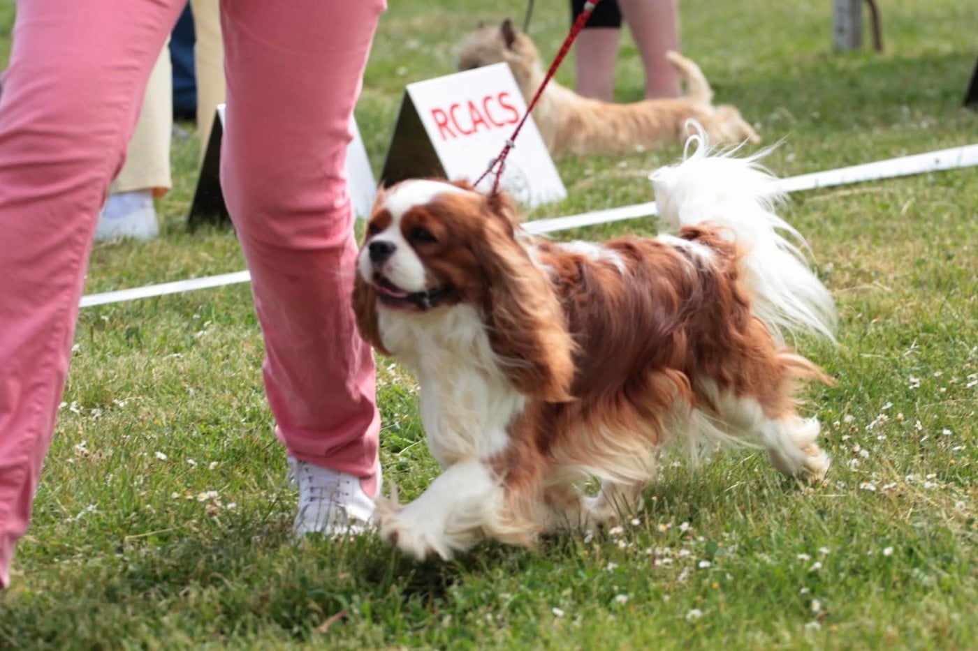 Paddyngton Des Merveilles De Caluna