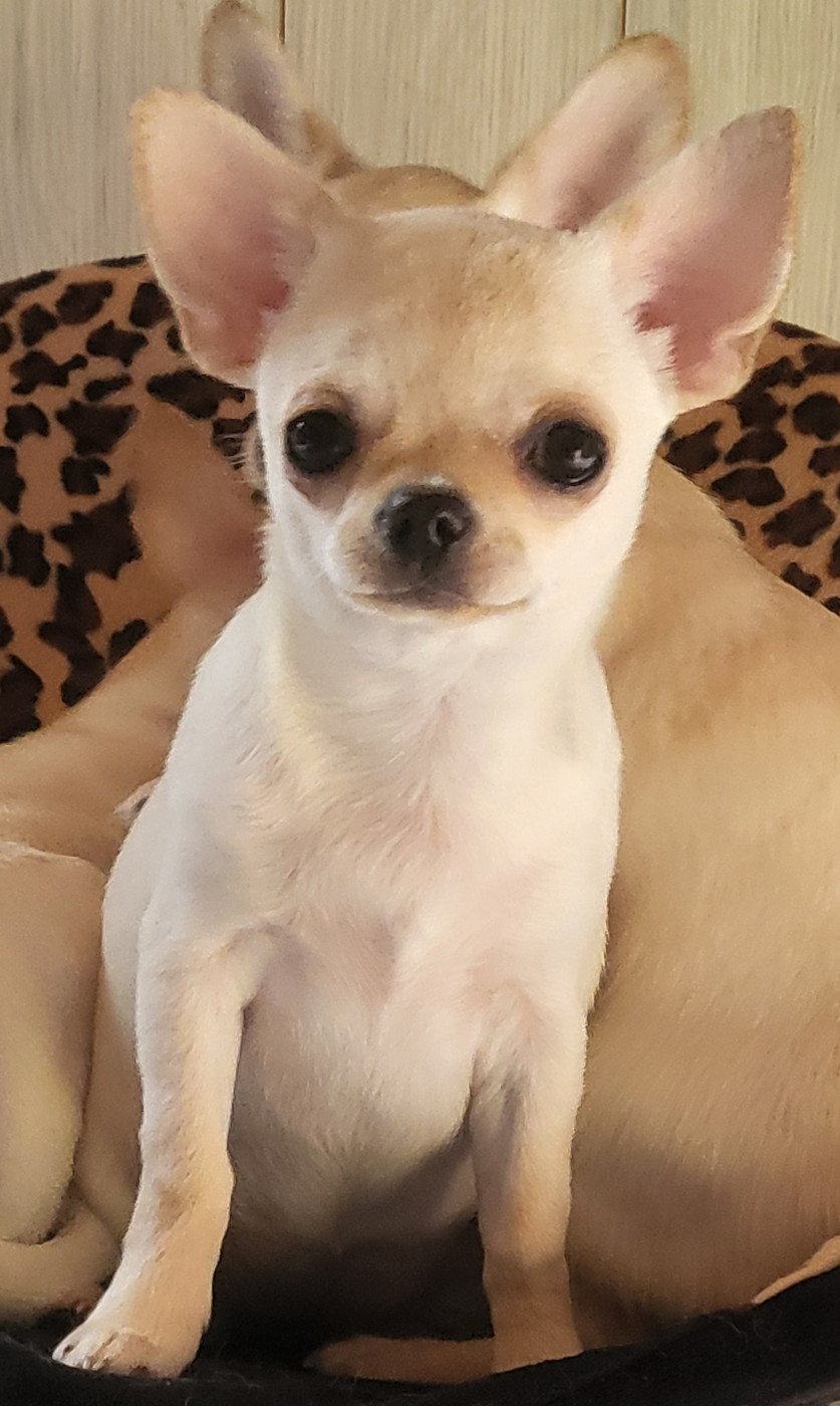 Publication : Du Chêne Brisé