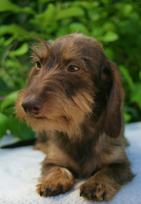 Publication : Jocker Of The Queen Auteur : Elevage Jocker Of The Queen