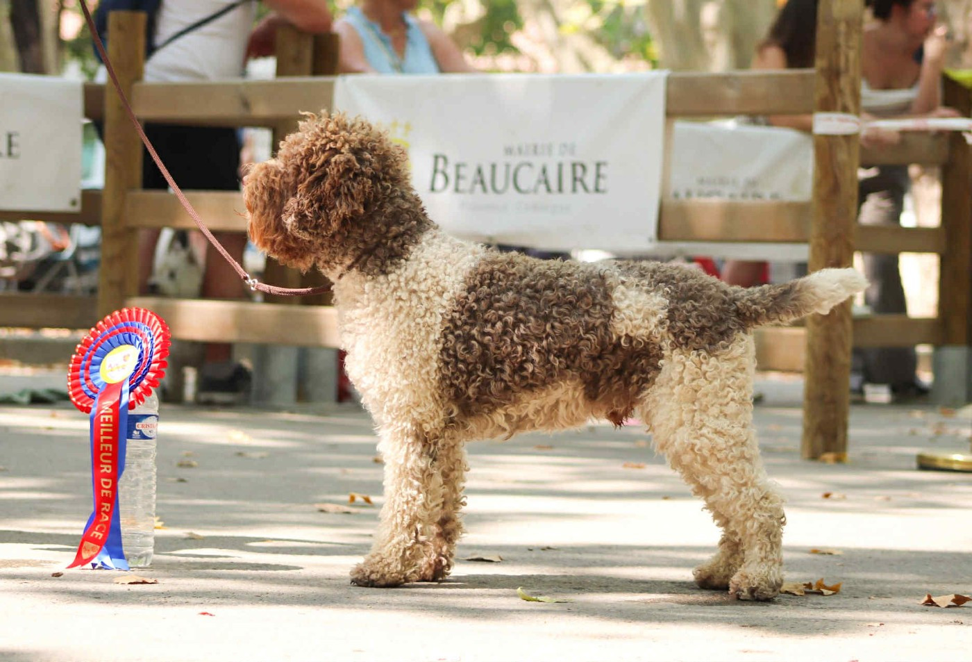 Publication : Lagotto Passion Auteur : Lagotto Passion