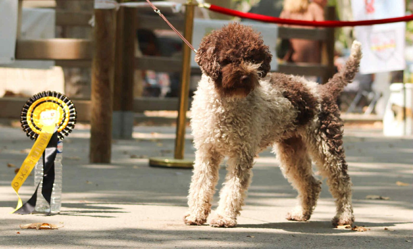 Publication : Lagotto Passion Auteur : Lagotto Passion