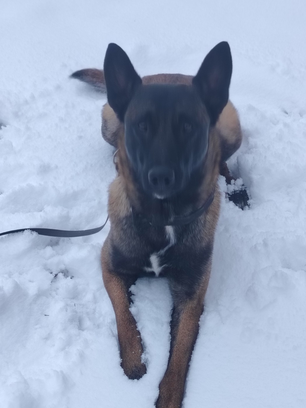 Publication : De La Meute Du Petit Morin Auteur : BELLANCOURT caroline