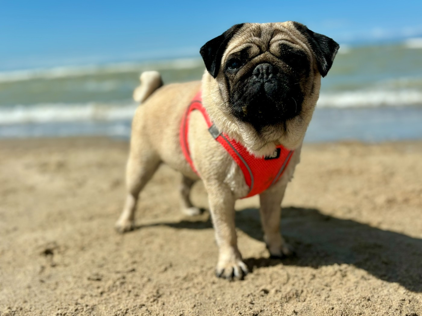 CH. Unik Des Minis Précieux