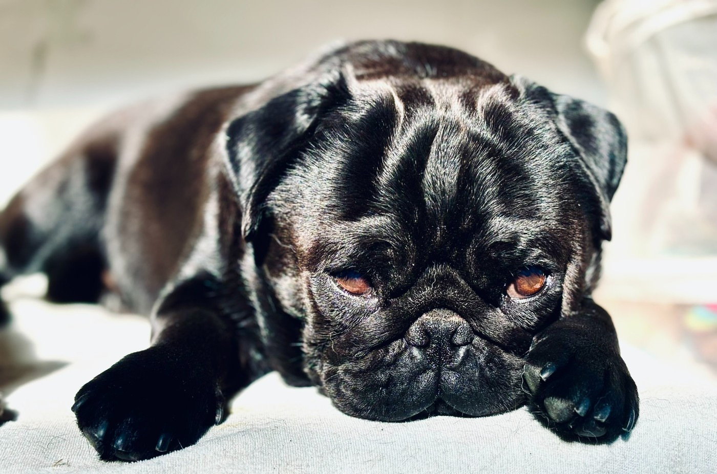 Publication : De La Taverne Aux Carlins Auteur : La Taverne aux Carlins