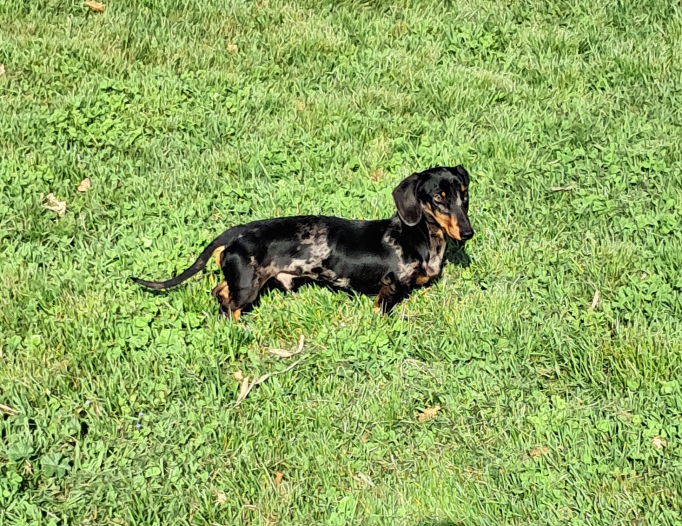 Publication : des Vignes du Broca 