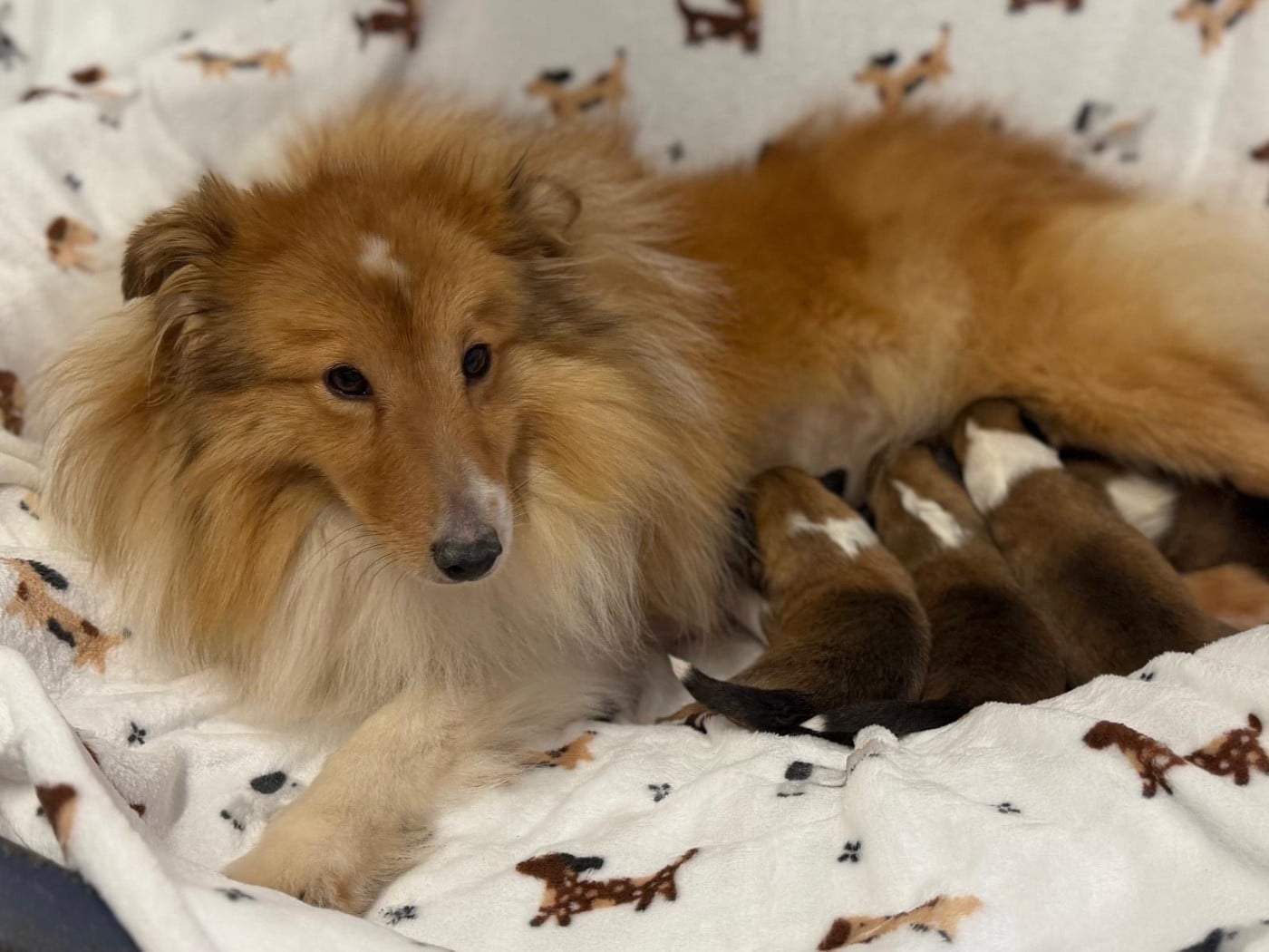 Publication : du Cèdre Enchanté Auteur : Mélanie