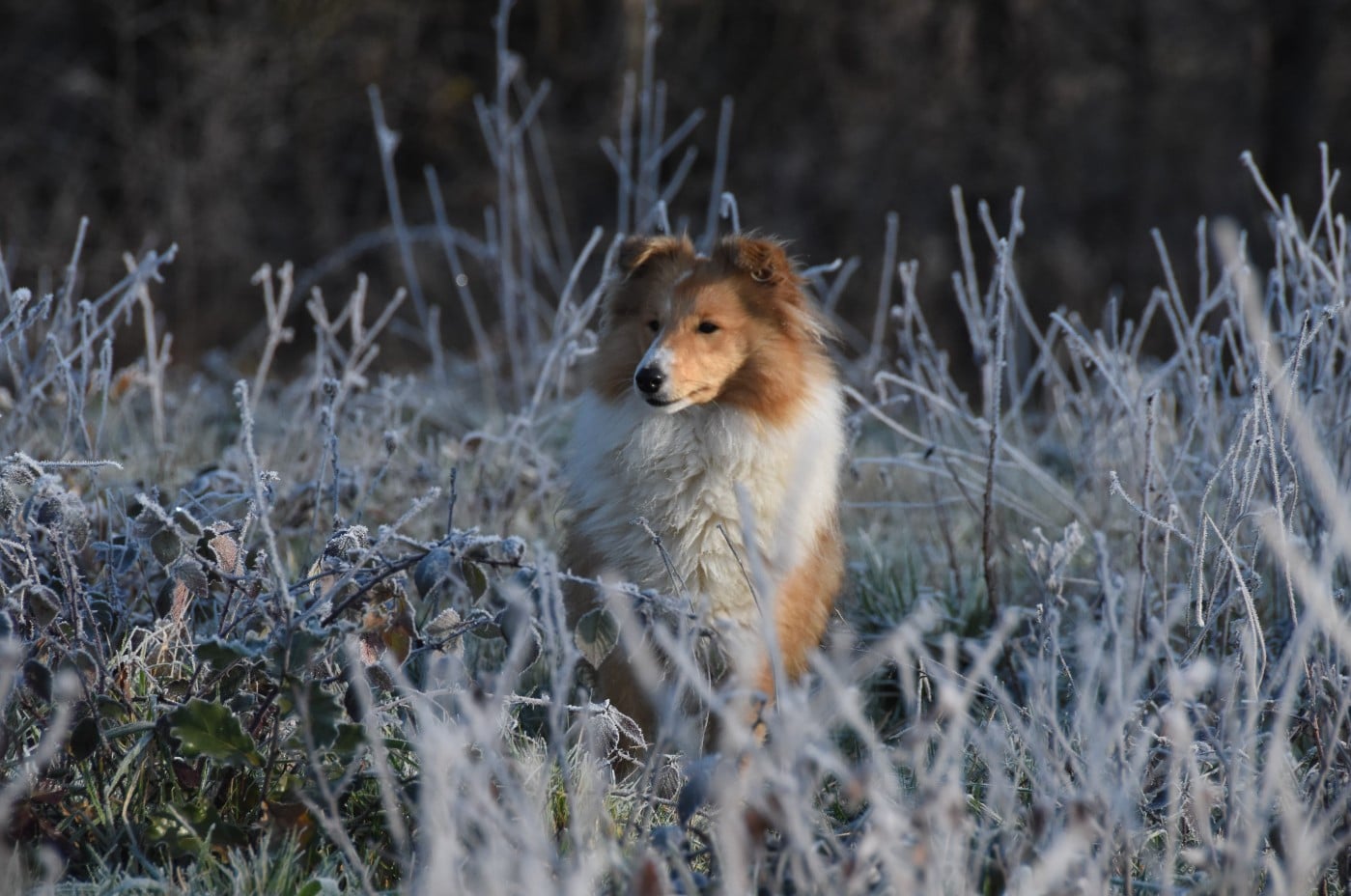 Publication : des Collines de Sagne Auteur : Yona V.