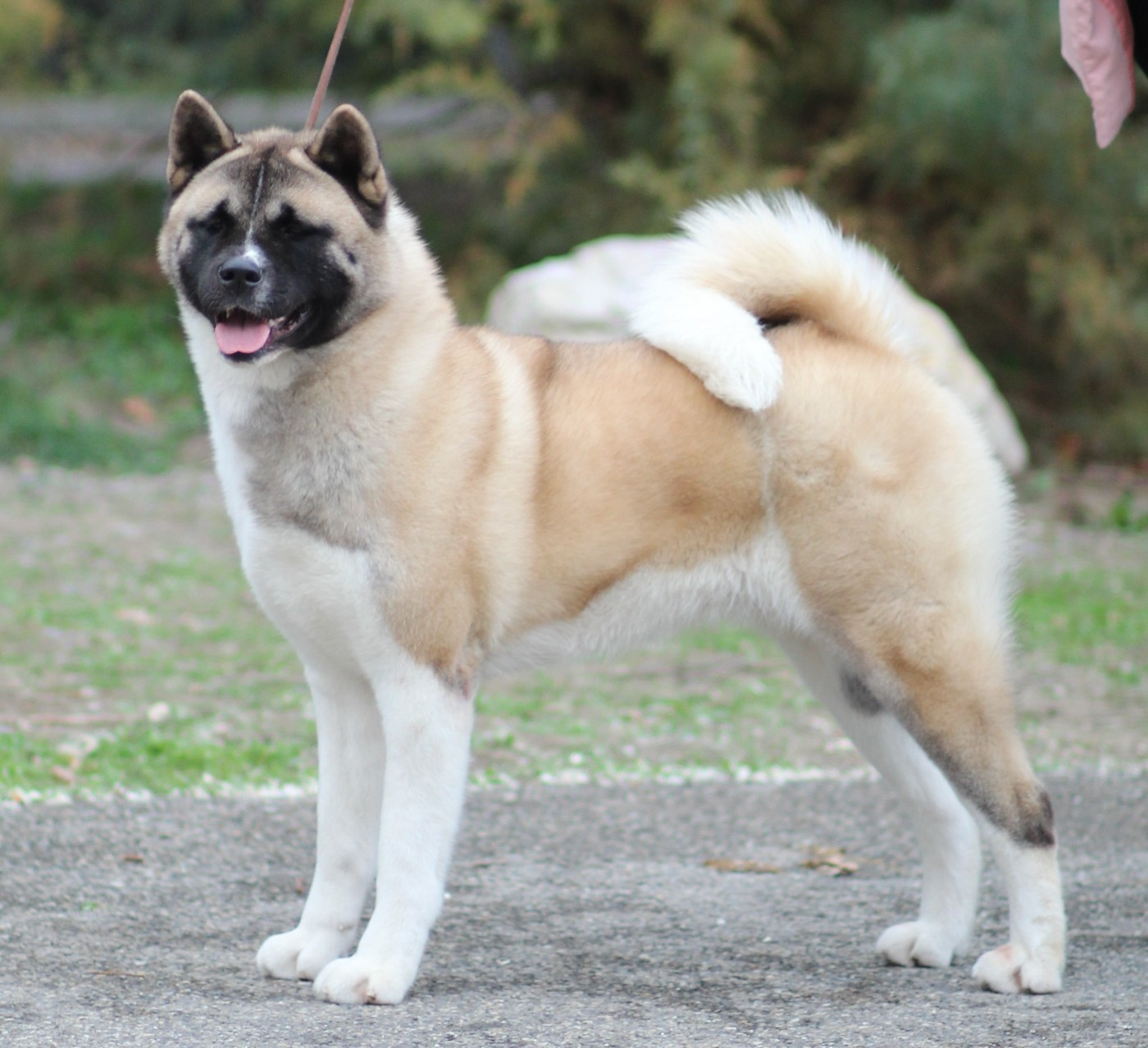 Publication : Des Gardiens De La Cigogne Auteur : Amandine Malordy