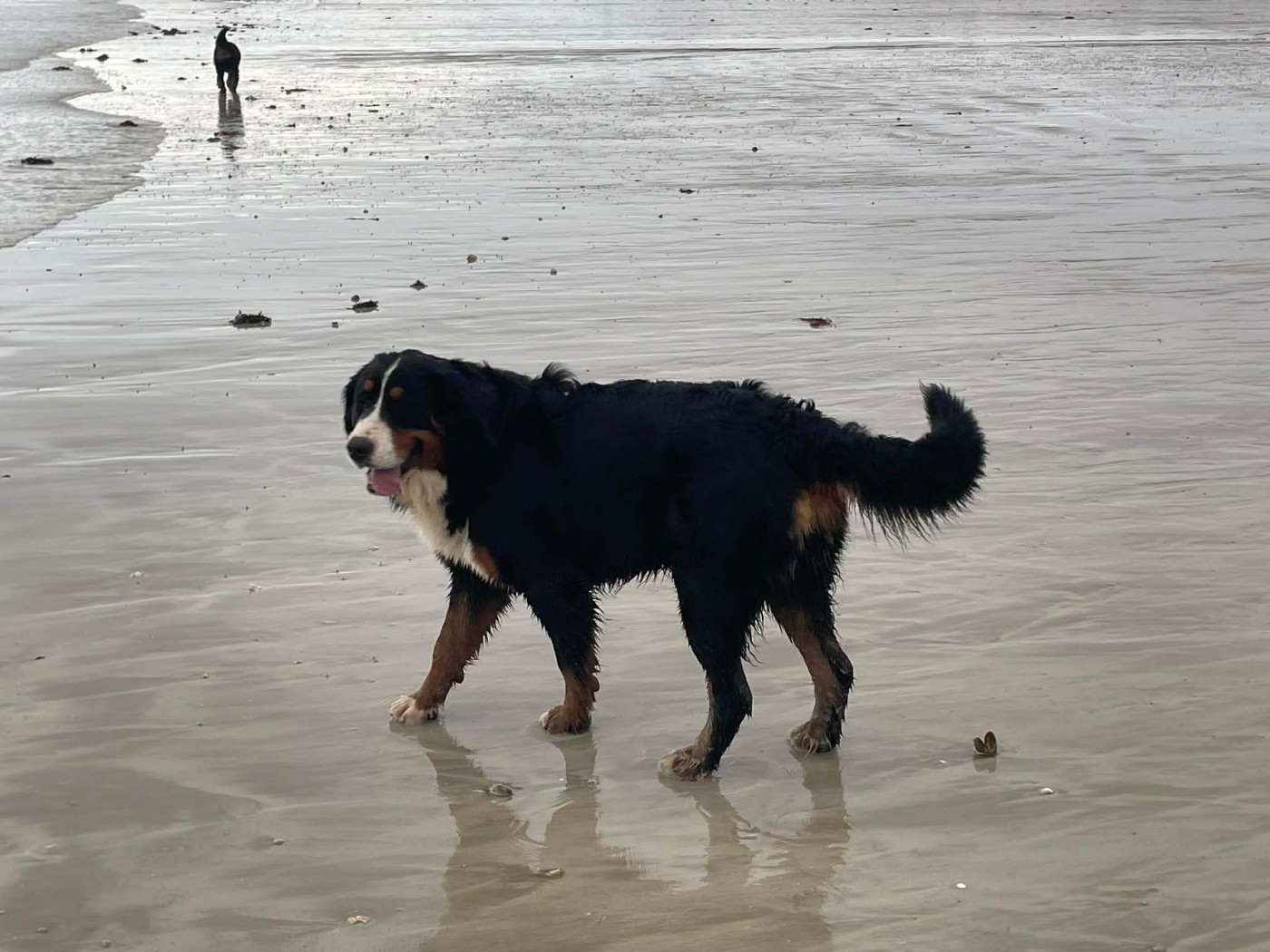 Publication : De La Baie De Sienne 